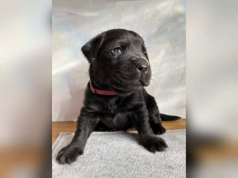 Labradorkinder