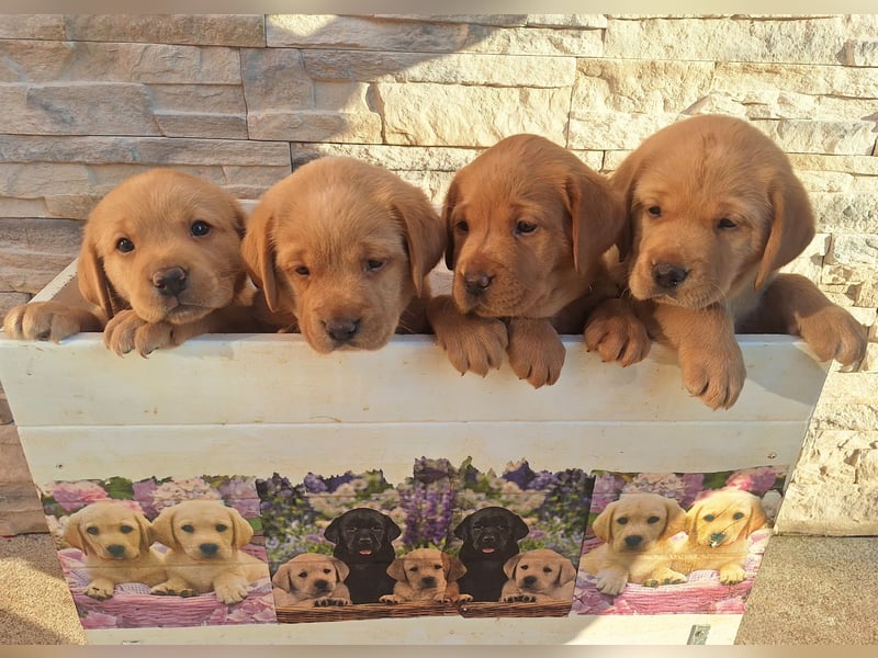 Labrador Retriever Gelb (Blond) Foxred mit Ahnentafel