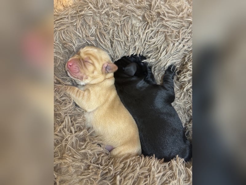 Labrador Welpen mit Ahnentafel 