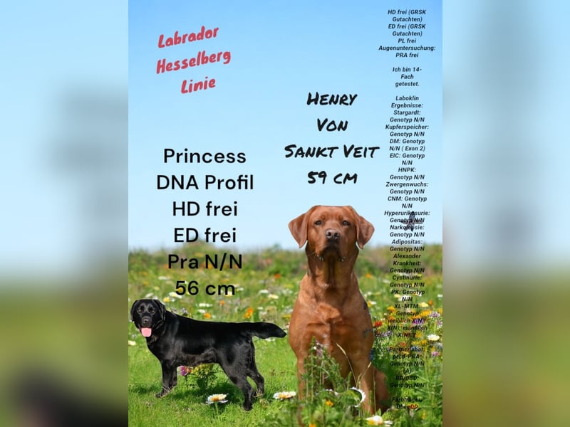 Labrador Welpen mit Ahnentafel 