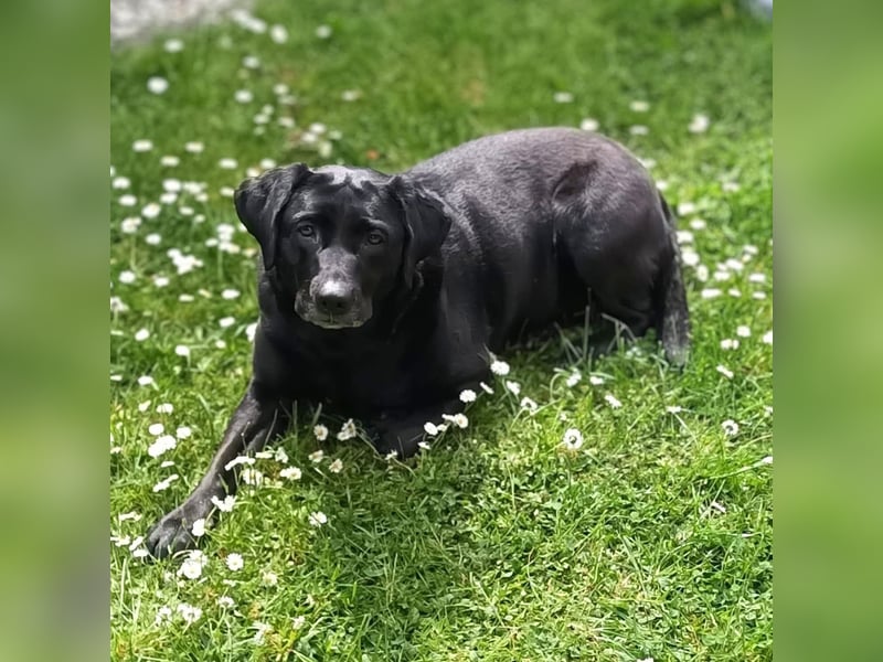 Laika - neugierig,verspielt&verschmust