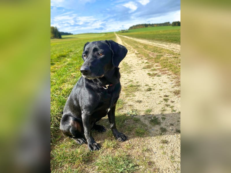 Laika - neugierig,verspielt&verschmust