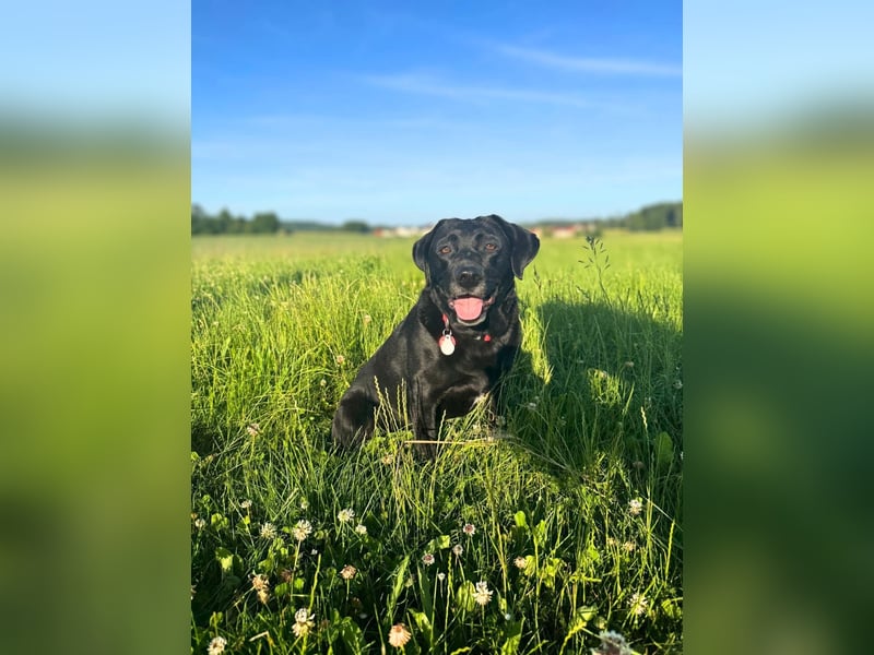 Laika - neugierig,verspielt&verschmust