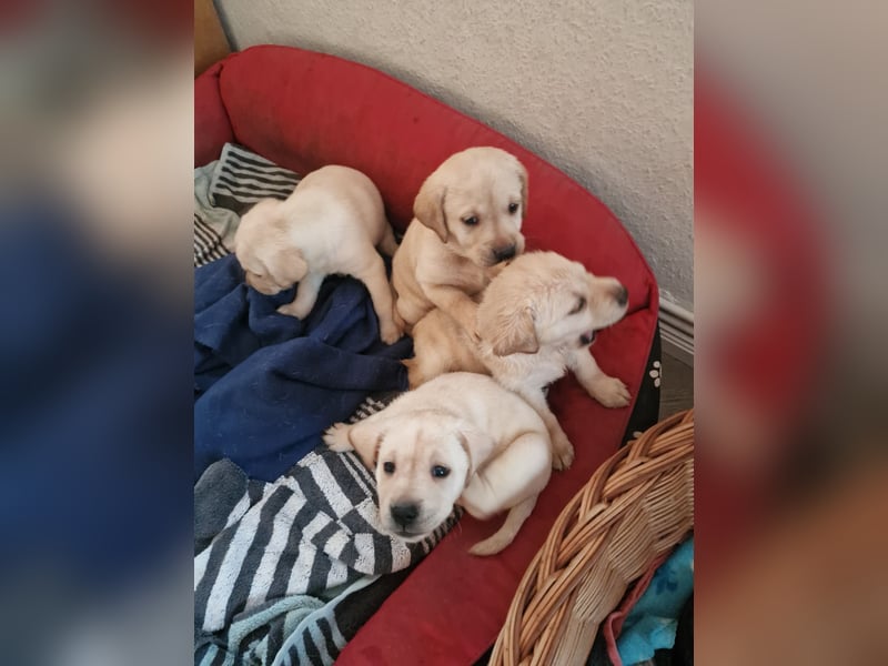 Labradorwelpen