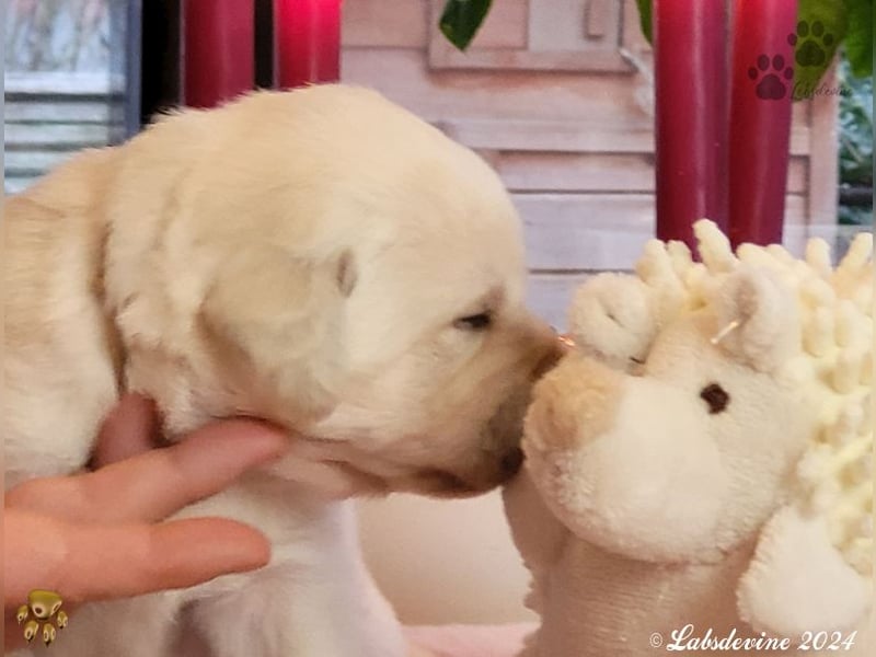 Labrador Welpen in hell gelb - die Mädels -gld