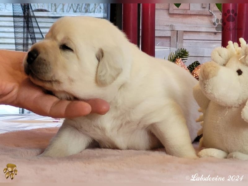 Labrador Welpen in hell gelb - die Mädels -gld