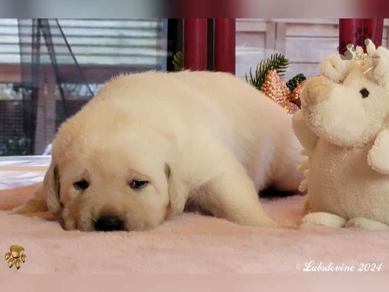 Labrador Welpen in hell gelb - die Mädels -gld