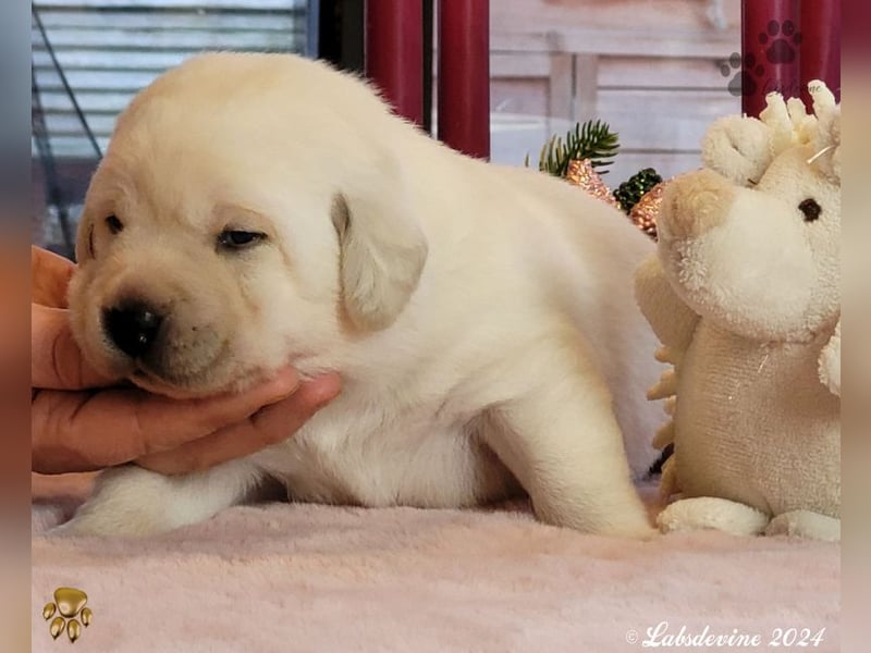 Labrador Welpen in hell gelb - die Mädels -gld