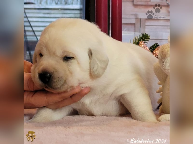 Labrador Welpen in hell gelb - die Mädels -gld