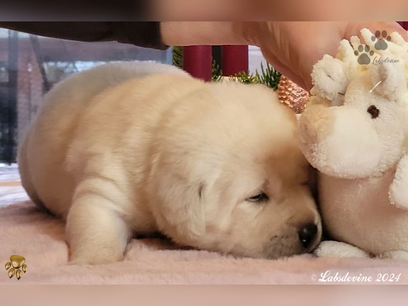 Labrador Welpen in hell gelb - die Mädels -gld