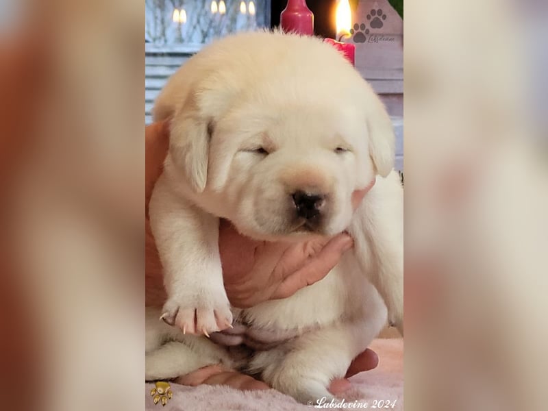 Labrador Welpen in hell gelb - die Mädels - rs