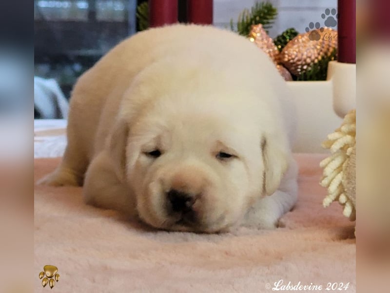 Labrador Welpen in hell gelb - die Mädels - rs