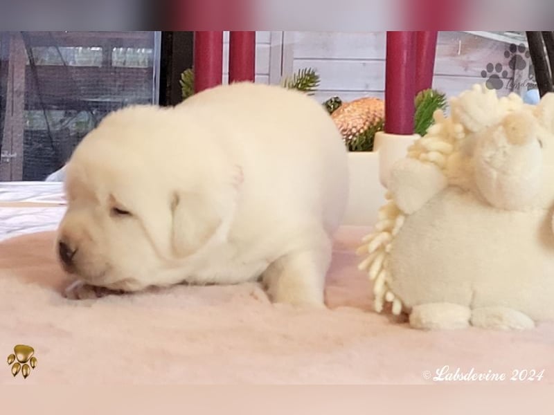 Labrador Welpen in hell gelb - die Mädels - rs