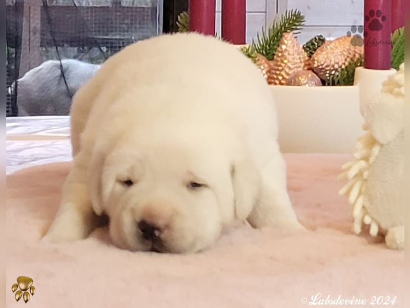 Labrador Welpen in hell gelb - die Mädels - rs