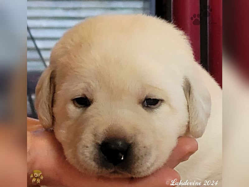 Labrador Welpen in hell gelb - die Mädels -gld