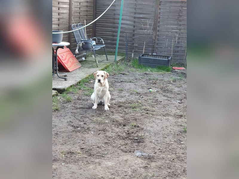 1 Jahr alte Labradorhündin sucht einen Sofaplatz fürs Leben