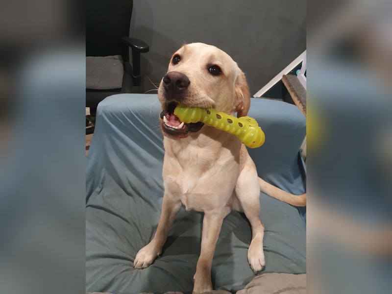 1 Jahr alte Labradorhündin sucht einen Sofaplatz fürs Leben