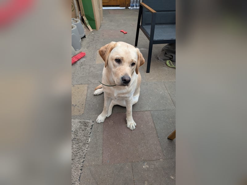 1 Jahr alte Labradorhündin sucht einen Sofaplatz fürs Leben