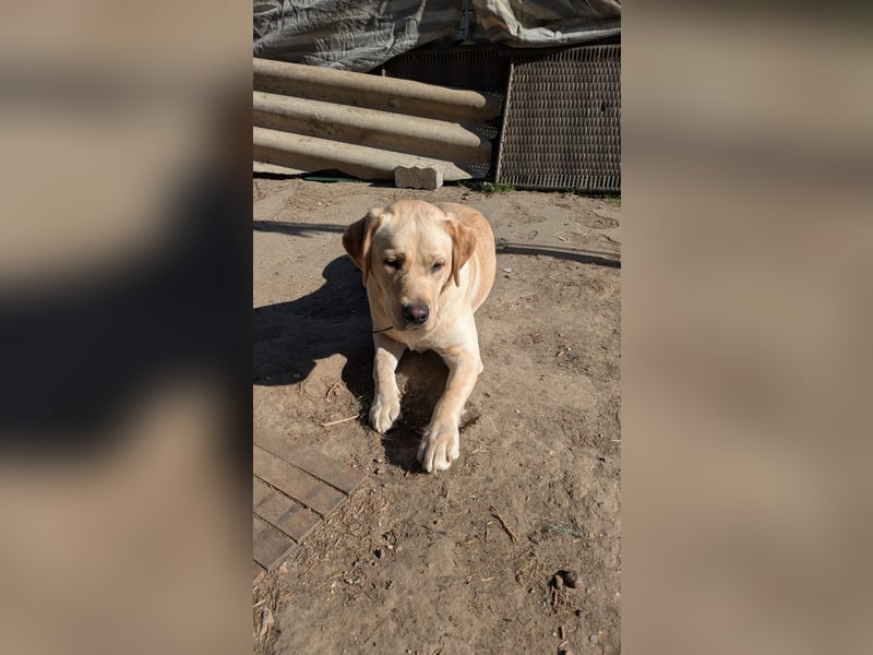 1 Jahr alte Labradorhündin sucht einen Sofaplatz fürs Leben