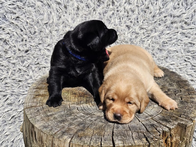 Edle Labrador Welpen (Schwarz/Foxred/Creme) mit Ahnentafel, Nachkommen von Champions