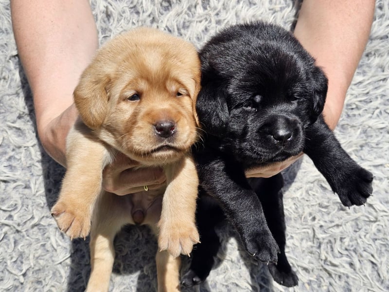 Edle Labrador Welpen (Schwarz/Foxred/Creme) mit Ahnentafel, Nachkommen von Champions