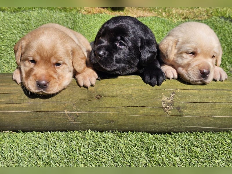 Edle Labrador Welpen (Schwarz/Foxred/Creme) mit Ahnentafel, Nachkommen von Champions