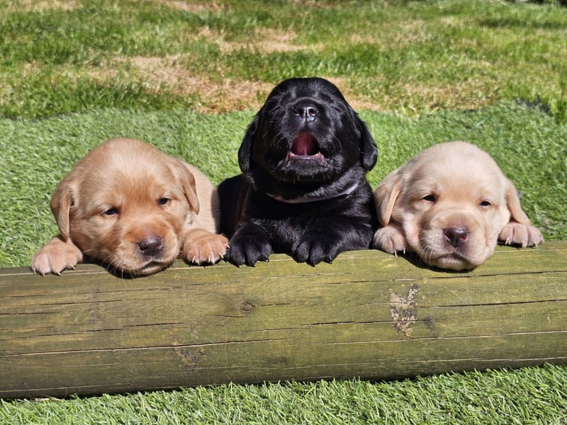 Edle Labrador Welpen (Schwarz/Foxred/Creme) mit Ahnentafel, Nachkommen von Champions