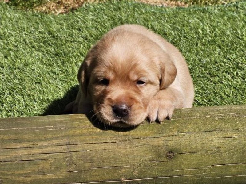 Edle Labrador Welpen (Schwarz/Foxred/Creme) mit Ahnentafel, Nachkommen von Champions