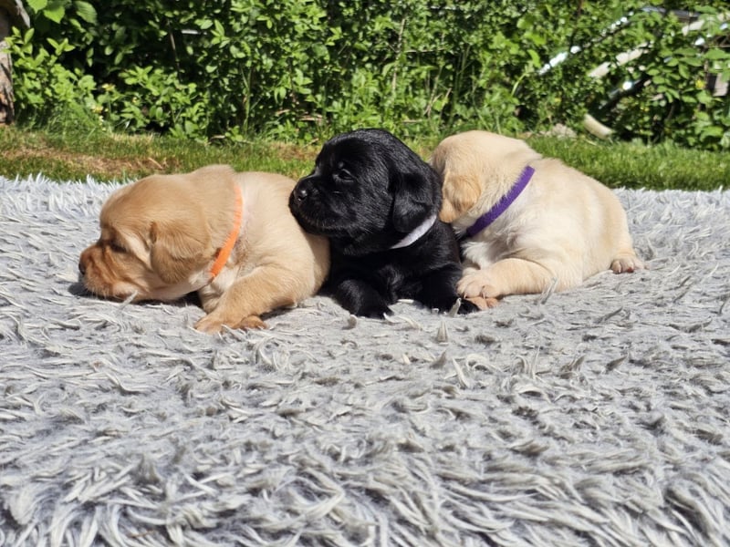 Edle Labrador Welpen (Schwarz/Foxred/Creme) mit Ahnentafel, Nachkommen von Champions