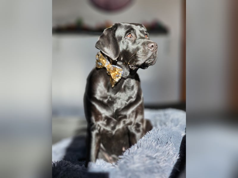 Edle Labrador Welpen (Schwarz/Foxred/Creme) mit Ahnentafel, Nachkommen von Champions