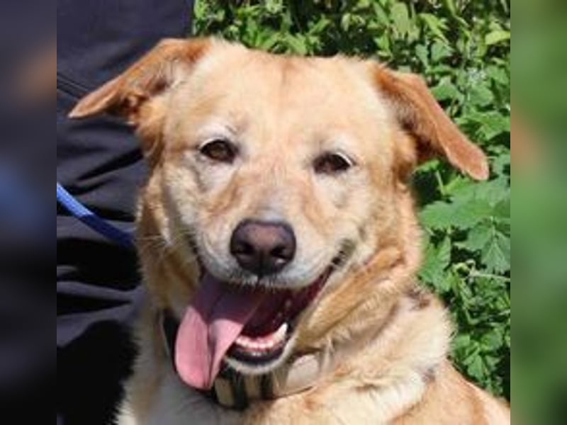Farrusca  - Labrador-Mix, lieb und verträglich