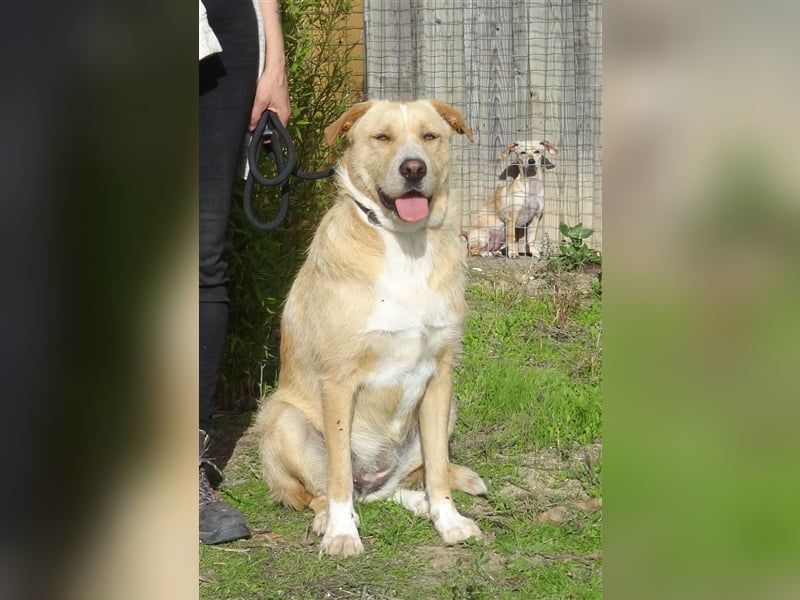 Moony, Mix Labrador / Podengo, lieb und verträglich