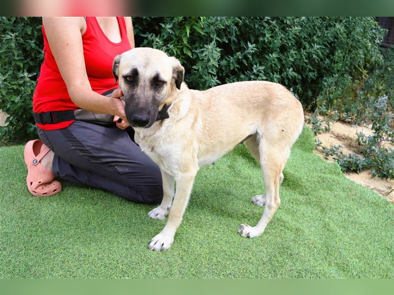 Emma, Labrador-Mix, freundlich und sozial