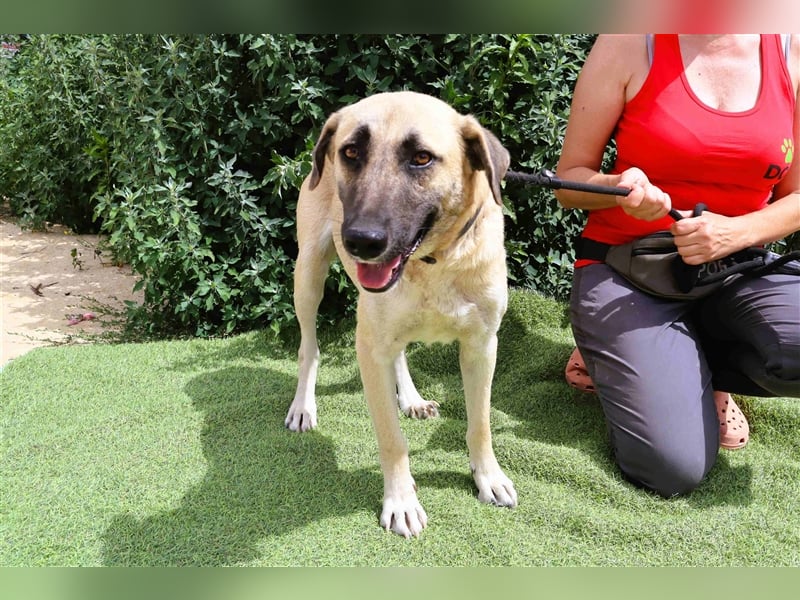 Emma, Labrador-Mix, freundlich und sozial