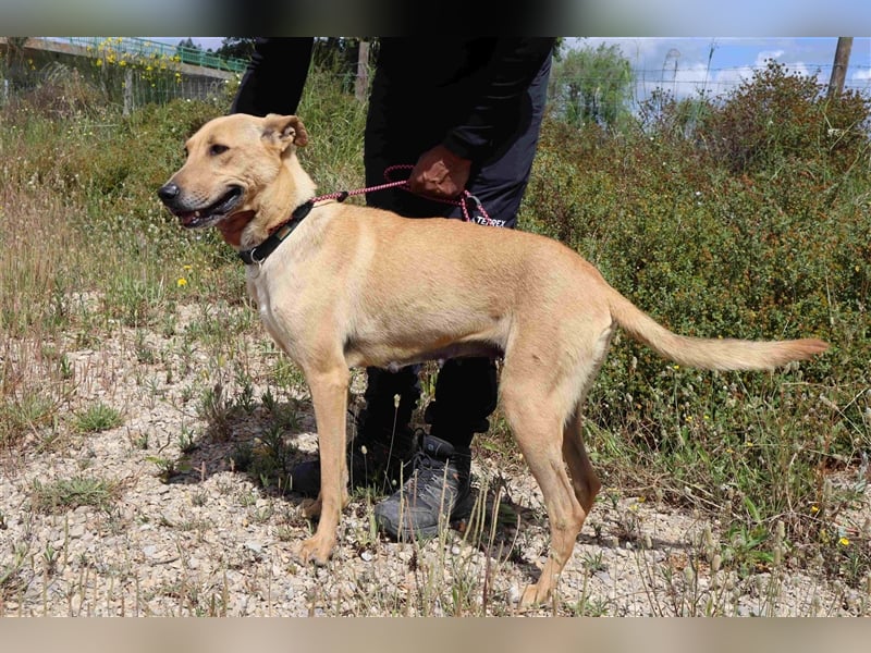 Nelia, Labrador-Mix  , lieb und verträglich