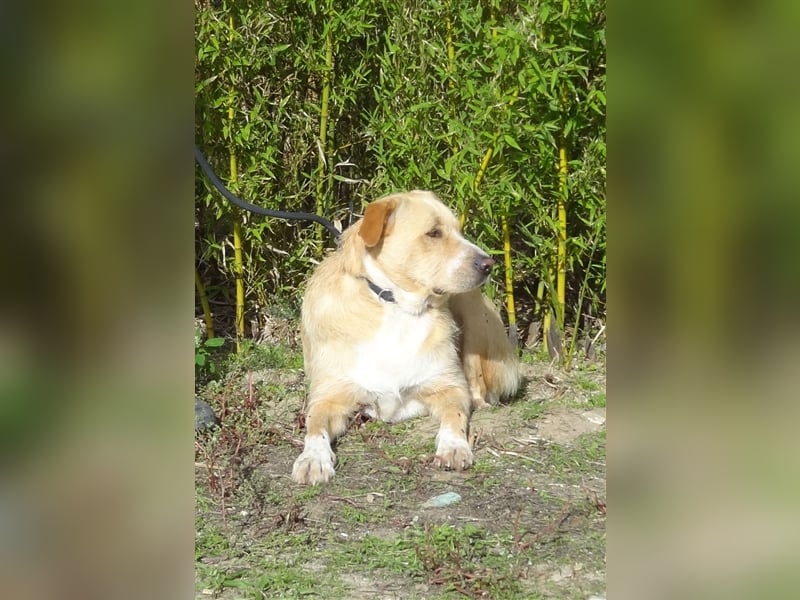 Moony, Mix Labrador / Podengo, lieb und verträglich