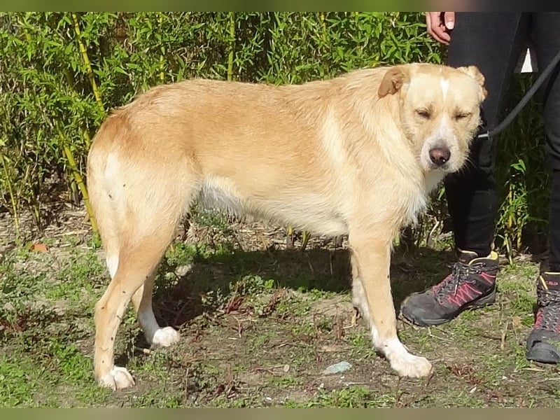 Moony, Mix Labrador / Podengo, lieb und verträglich