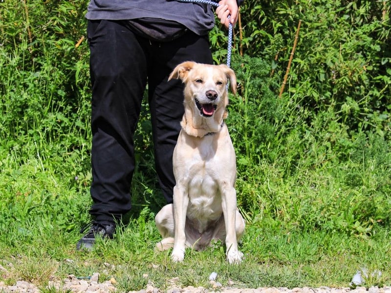 Luna, Labrador-Mix, lieb und sozial