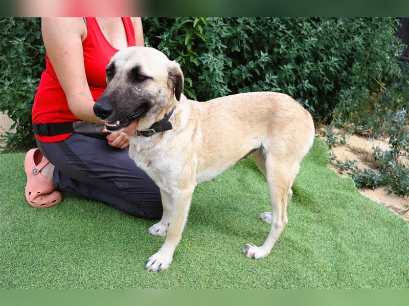 Emma, Labrador-Mix, freundlich und sozial