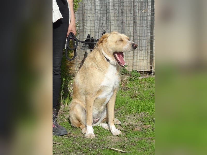 Moony, Mix Labrador / Podengo, lieb und verträglich
