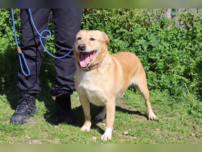 Farrusca  - Labrador-Mix, lieb und verträglich