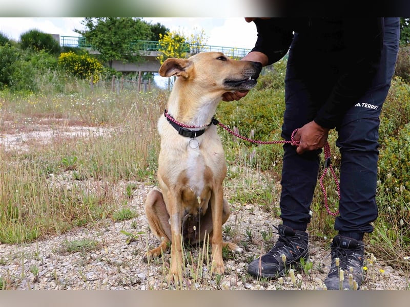 Nelia, Labrador-Mix  , lieb und verträglich
