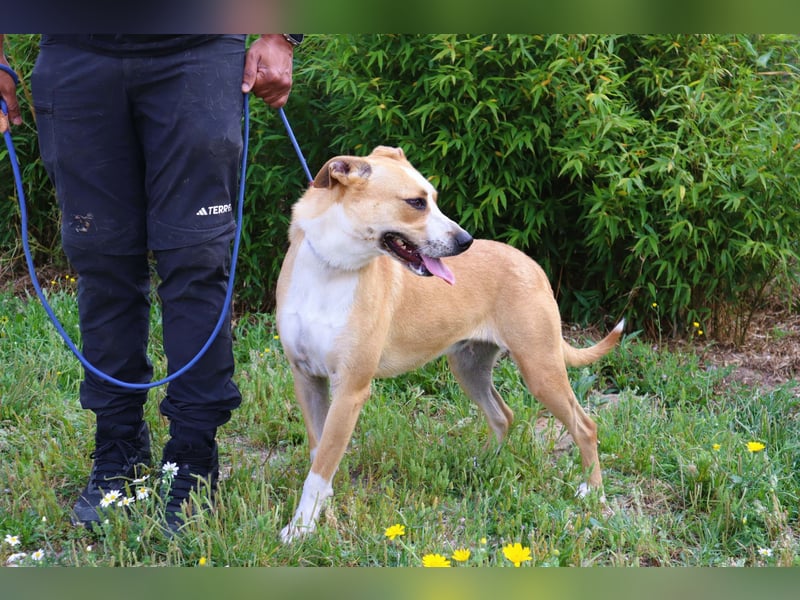 Goma, Labrador-Mix, lieb und sozial