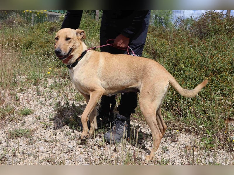 Nelia, Labrador-Mix  , lieb und verträglich