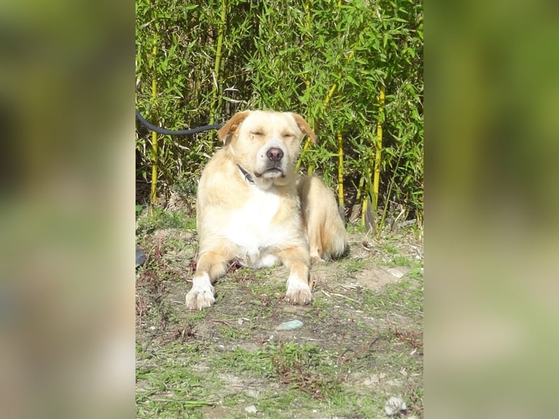 Moony, Mix Labrador / Podengo, lieb und verträglich