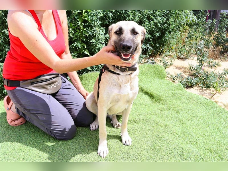 Emma, Labrador-Mix, freundlich und sozial