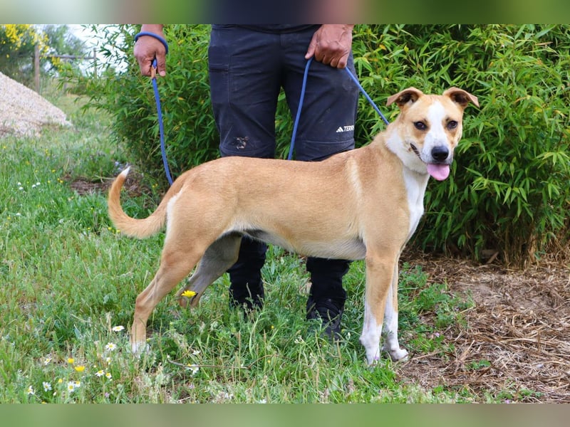 Goma, Labrador-Mix, lieb und sozial