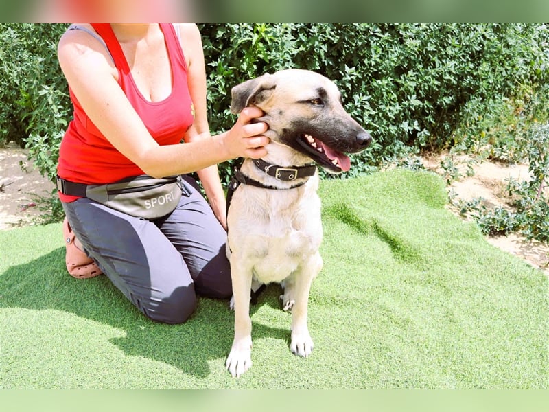 Emma, Labrador-Mix, freundlich und sozial