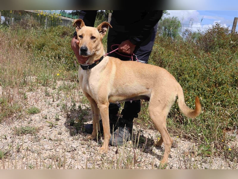 Nelia, Labrador-Mix  , lieb und verträglich