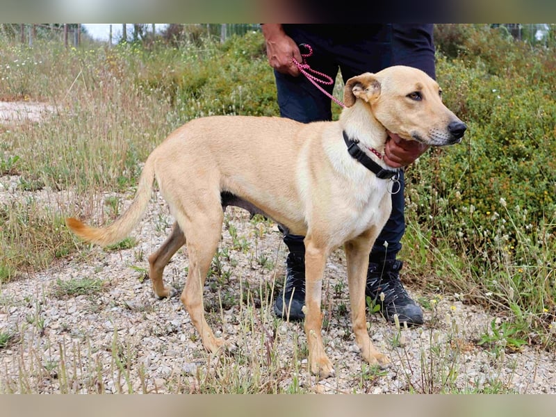 Nelia, Labrador-Mix  , lieb und verträglich